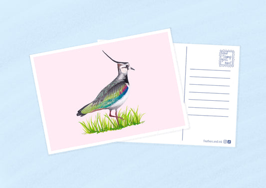 Lapwing Postcard A6