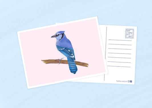 Blue Jay Postcard A6