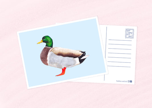 Mallard Postcard A6
