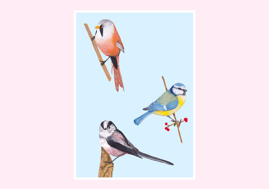3 English Tits Prints