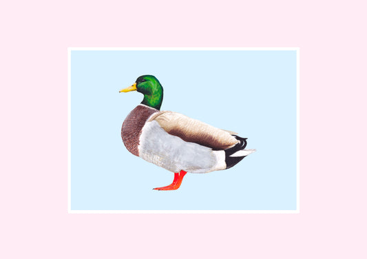 Mallard Prints
