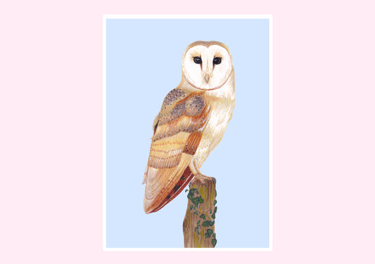 Barn Owl Prints