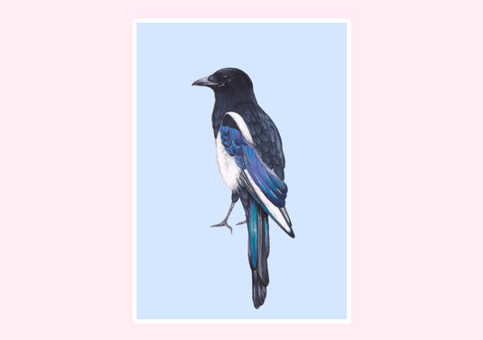 Magpie Prints