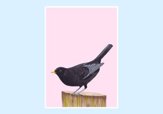 Blackbird Prints