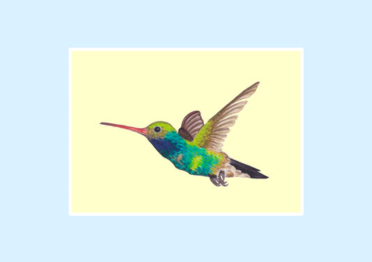 Humming Bird Prints