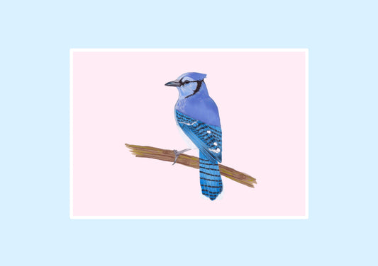 Blue Jay Prints