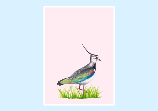 Lapwing prints