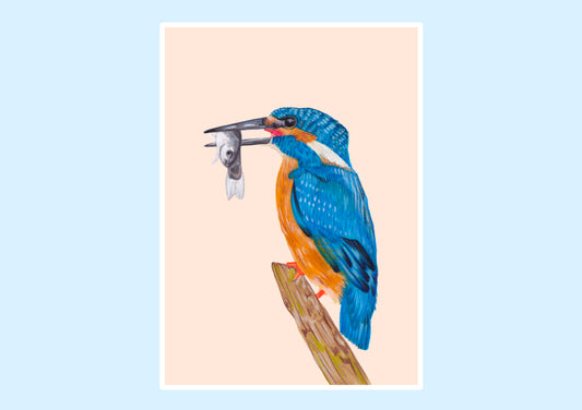 Kingfisher prints